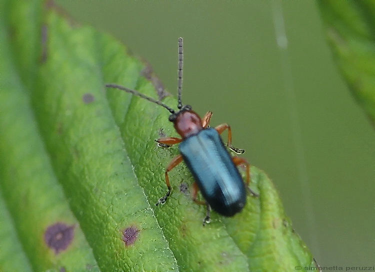 Piccolissimo coleottero pisano ... - Oulema sp.